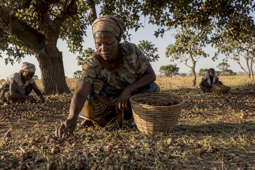 Women collecting shea nuts beneath trees