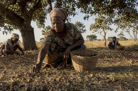 Women collecting shea nuts beneath trees